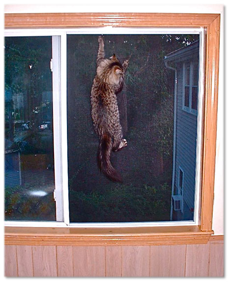 Cat Climbing Window Screen