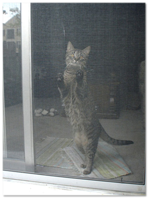 Cat in leaning on window Screen