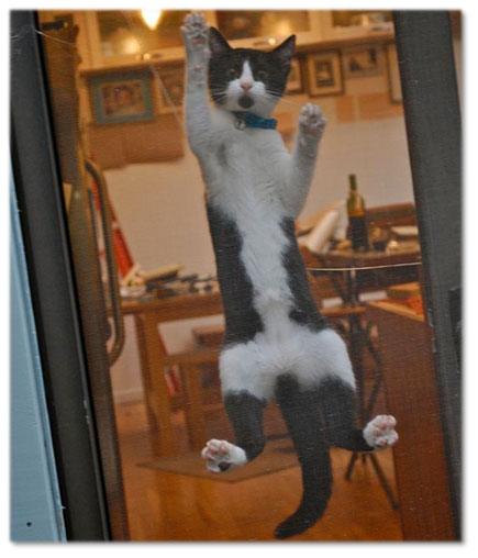 Black and white Cat on Screen of door