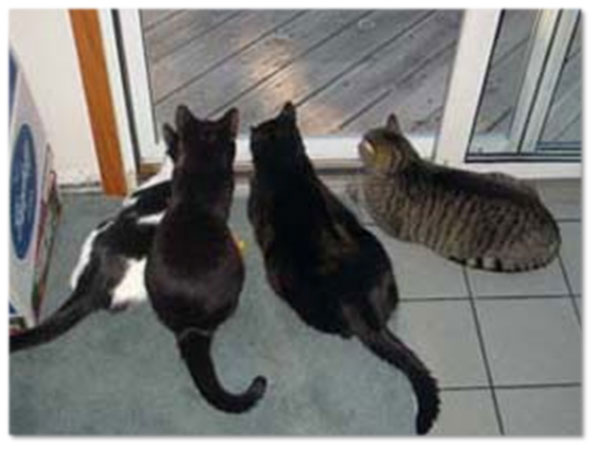 Four Cats by Screen one white and black, middle two are black and one to the right is grey