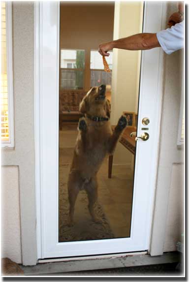 dog standing up against a glass screen door