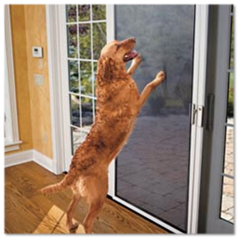 Golden Retriever standing up on front legs against Screen door in home