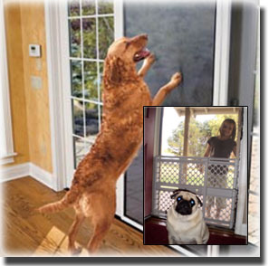 Golden Retriever standing with front paws pushed against screen of door