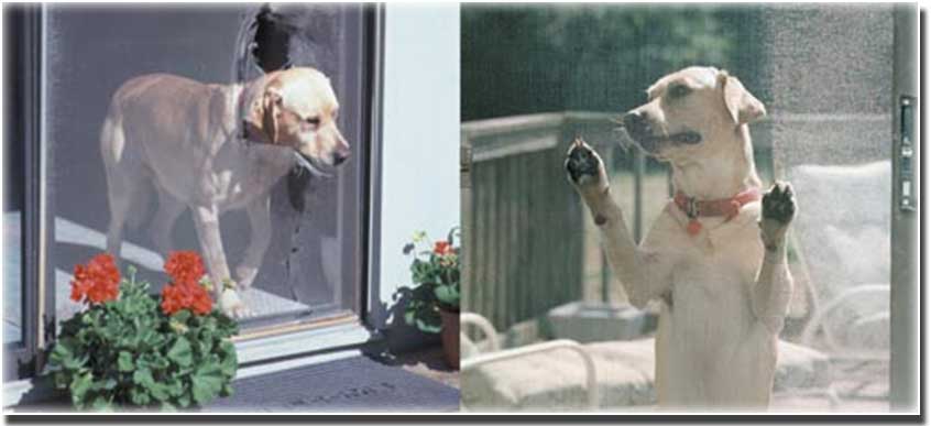 Golden retriever sticking its head through the hole in a broken screen door and then standing on the screen