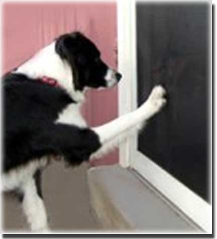 Black and White Dog putting his paw on screen door