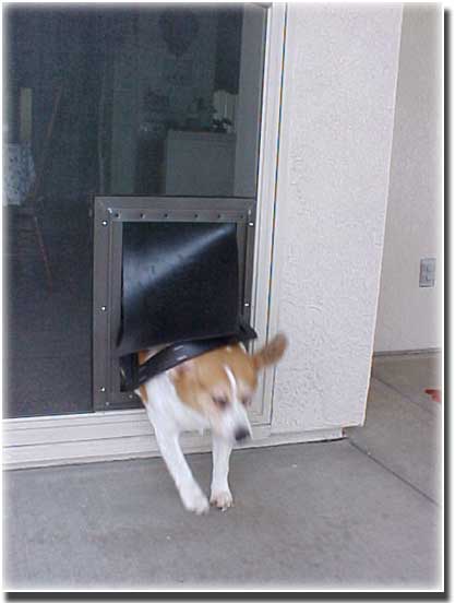small dog running through a pet screen on a exterior door