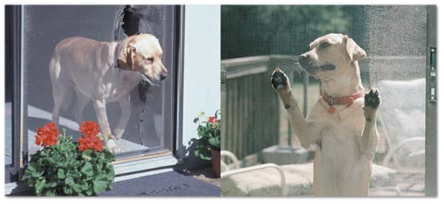 two dogs one sticking his head through a window screen the other standing against it