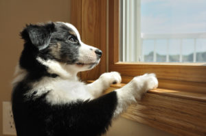 Dog looking out the window- protect your windows with pet screens!