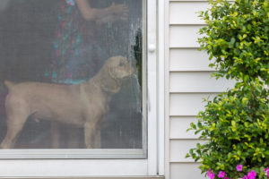 dog next to broken screen door