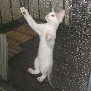 white cat climbing screen of door