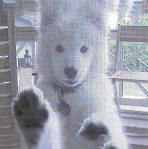 white husky dog putting paws up against screen of door