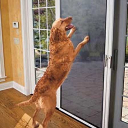 Brown golden retriever standing up in home against sliding glass doors