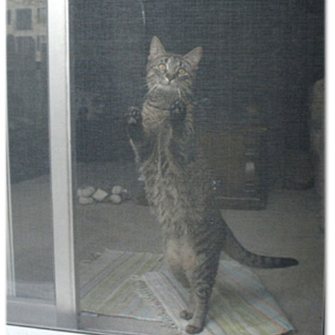 Cat standing up putting front paws against screen of door