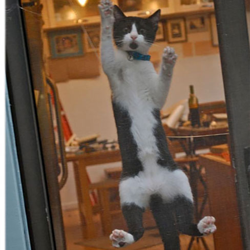 Black and White Cat on Screen of door