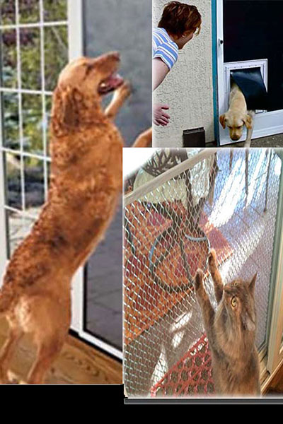 Golden retriever standing in front of screen doors