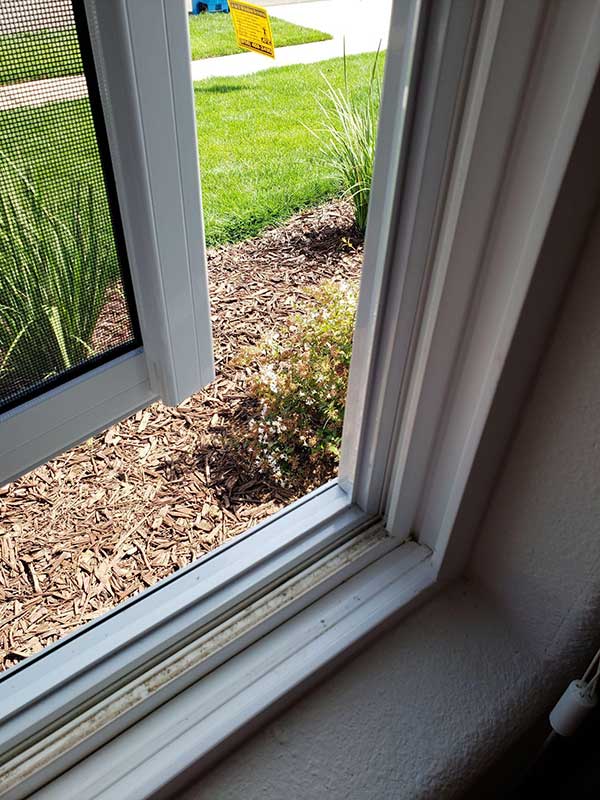 view through a window as window screen is removed  fresh cut lawn and plants in flowerbed